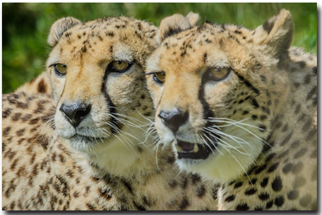 Image from Mike Watson of two cheetahs