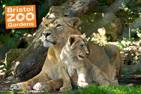 Lion's at Bristol zoo